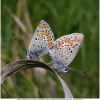 aricia agestis copula don